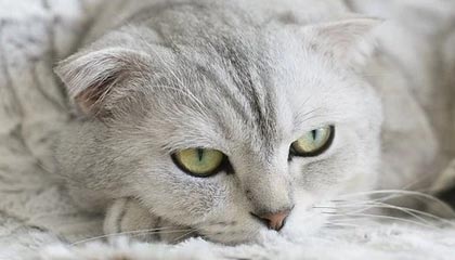 世界杯下载入口-热火连续4年扎进附加赛，莱利的&amp;quot;集体决策&amp;quot;玩砸了